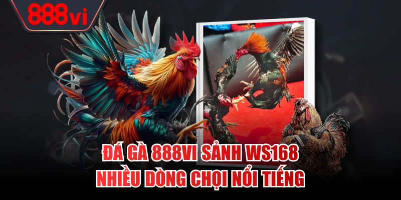 Đá gà 888VI sảnh WS168 nhiều dòng chọi nổi tiếng