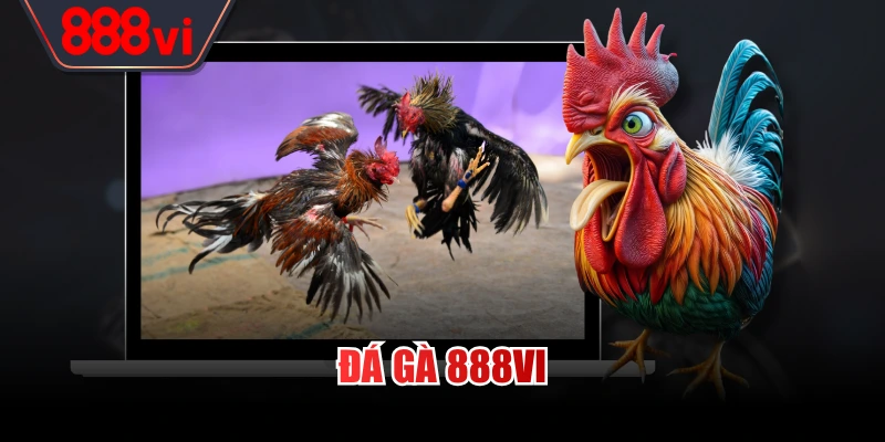 Đá gà 888VI